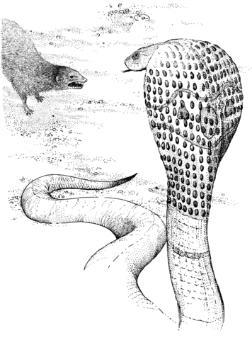 Mongoose Fighting Cobra Coloring Page